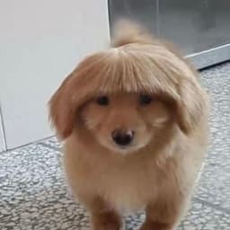 Deckoii