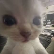 qwequqwetr