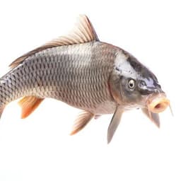 YMKarp