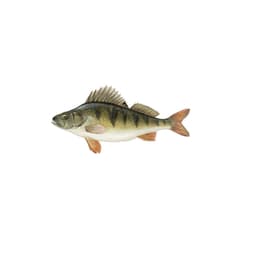 caca____