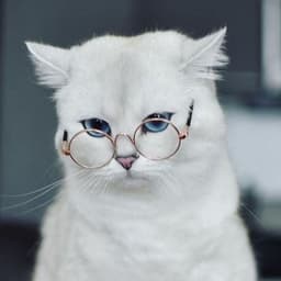 an7onmarkov