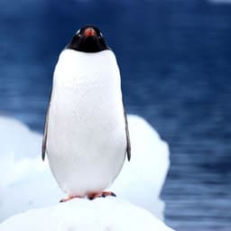 t1redpenguin