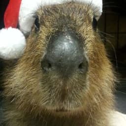 --capybara