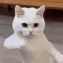 lanjiaoo-