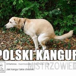 kangurhere