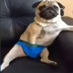 Chikobruh