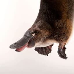 ZillyZilly