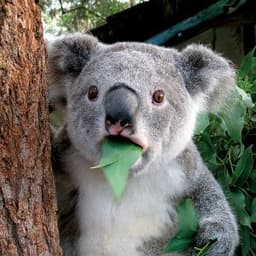 KoalaJeef