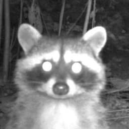 TWDation