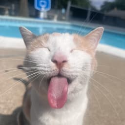 tomlink