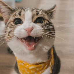 kasujcurwee