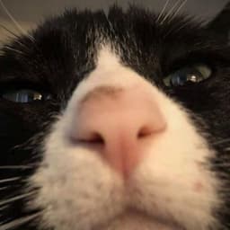 borshentys