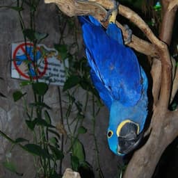wonbeak