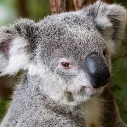 KOALAGOD1