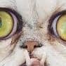 _Wilfred_