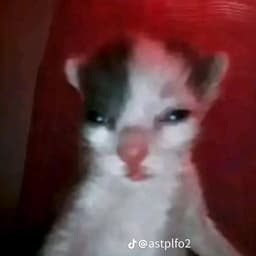 Franzzo_cs