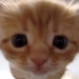 nenjaxd