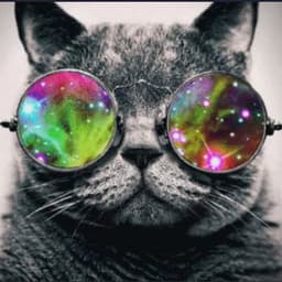 b_cat