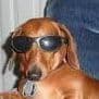 OneBeagle