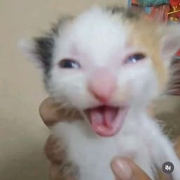 Emexure