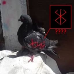 lexpul