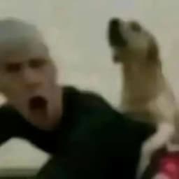 dumaruk13