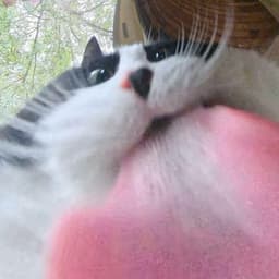 murrfy