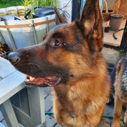 Mokai_dakota