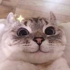 SirPurrsALot