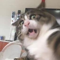 YamiMaho