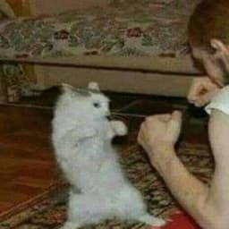 dapysrapy