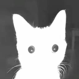 ttssssssss