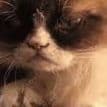 Alfie007
