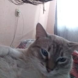 papahappa__