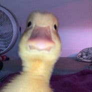 Ekzxc
