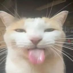 _LXM_