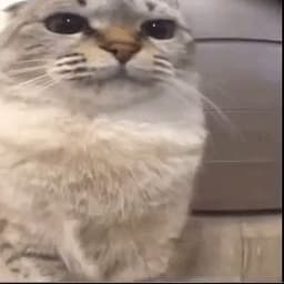 normpon