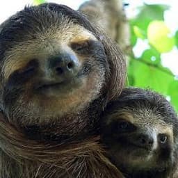 SlothGawd