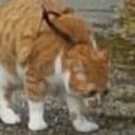 TheIntCat
