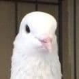 T2G_Crowking