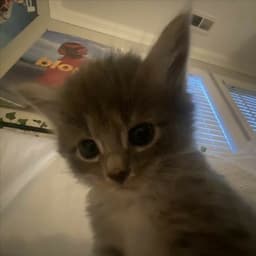 Mimosha