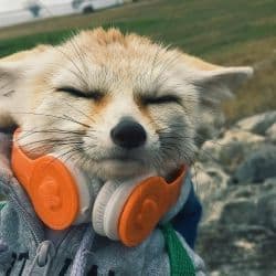 Fennec_VLT