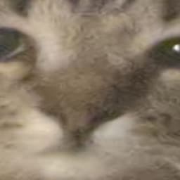 mmoose