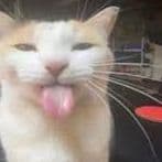 l4tibib