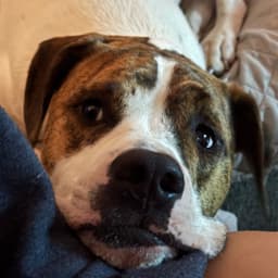 SeymoreButt