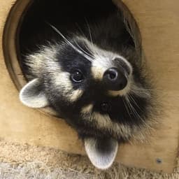 Prowdy