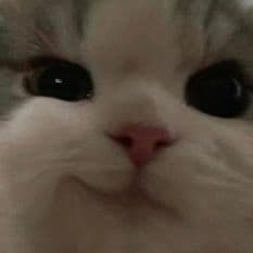 MIAOZ1