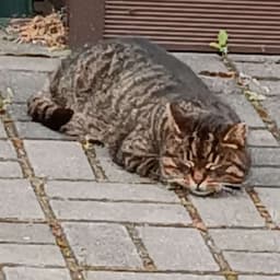 ToloToTolo