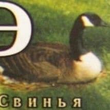 swan_occ8
