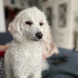 manu_balu
